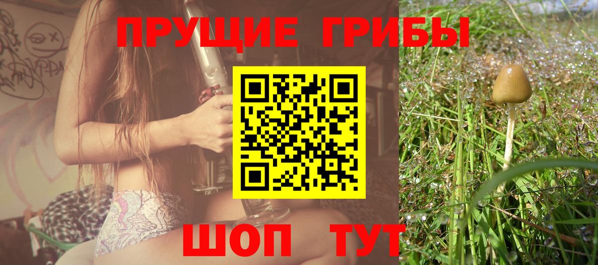 Псилоцибиновые грибы Psilocybe Людиново